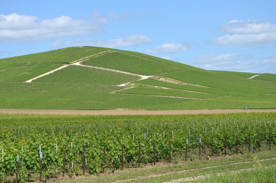 Vignobles de Champagne près d'Ay dans le département de la Marne