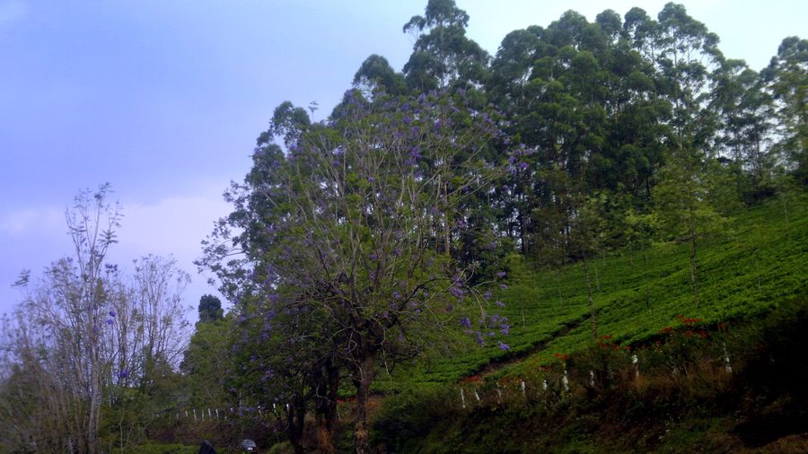 Collines verdoyantes au Kerala