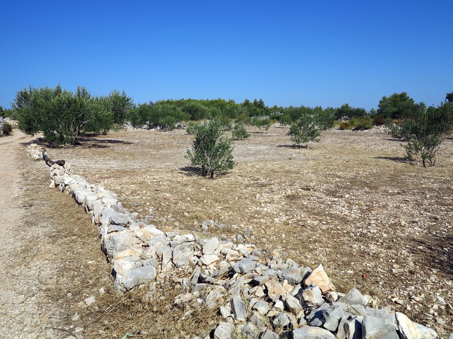 Jeune olivier près de Grohote sur l'île de Šolta