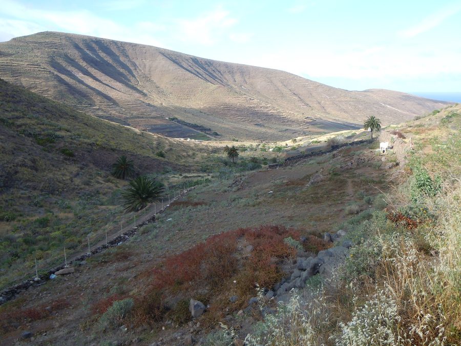 Vue sur le paysage de la vallée de Temisa près de Haría à Lanzarote