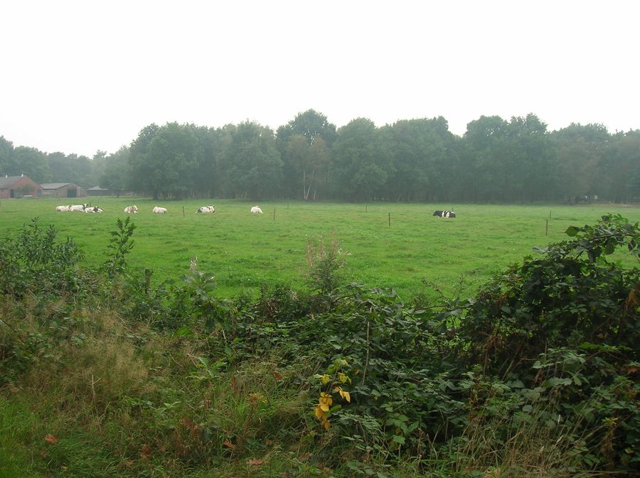 Lisière du Sint Anthonisbos près de Sint Anthonis