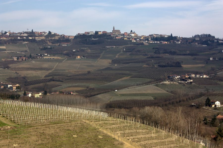 Vignobles et collines ondulantes dans les Langhe, Piémont