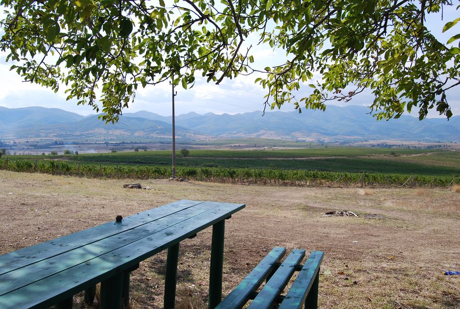 Vignes près du village d’Iskra dans la région de Parvomay