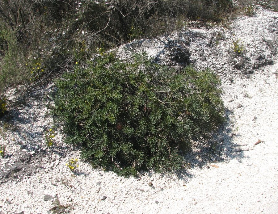 Banksia marginata dans l'Anglesea Heath, à Victoria