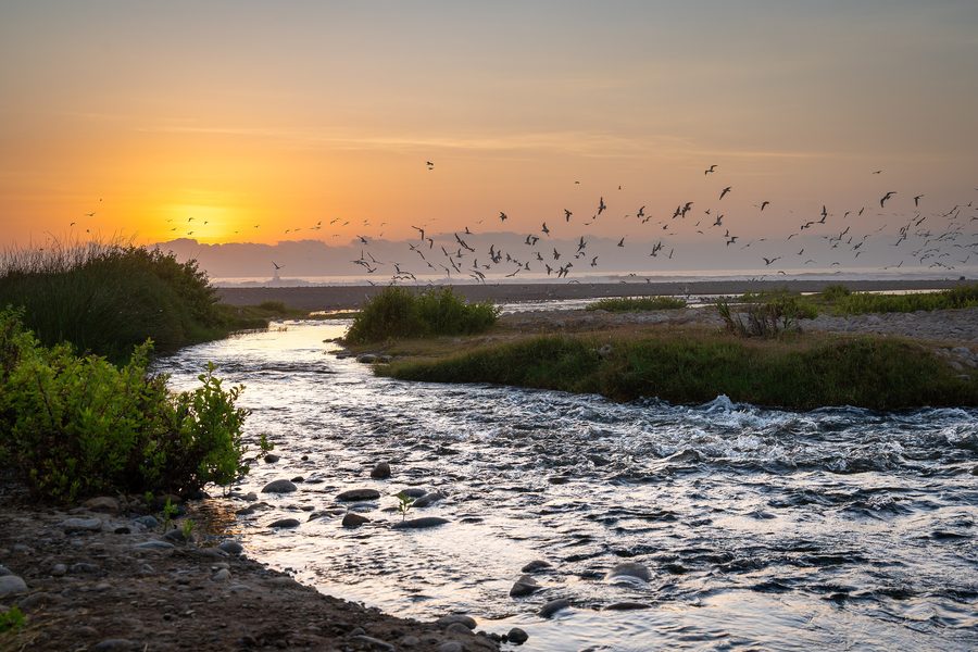 Marais de Lluta près d’Arica