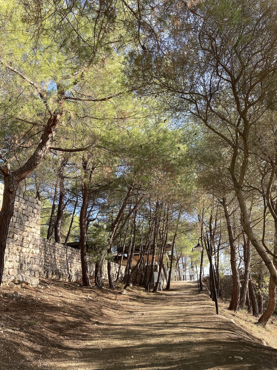 Des arbres dans le parc national de Karatepe-Aslantaş, dans la province d’Osmaniye