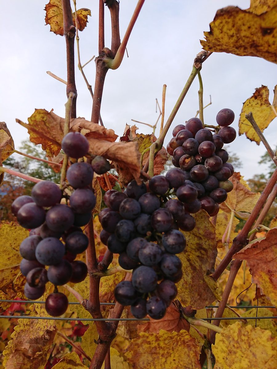 Vignes près de Dardagny dans les environs de Genève