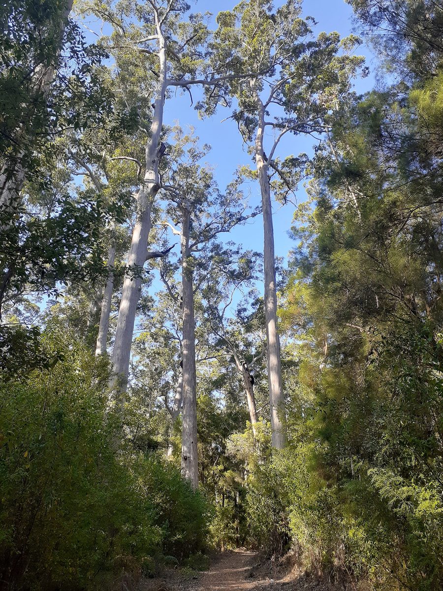 De grands arbres karri dans une forêt du sud-ouest de l’Australie-Occidentale
