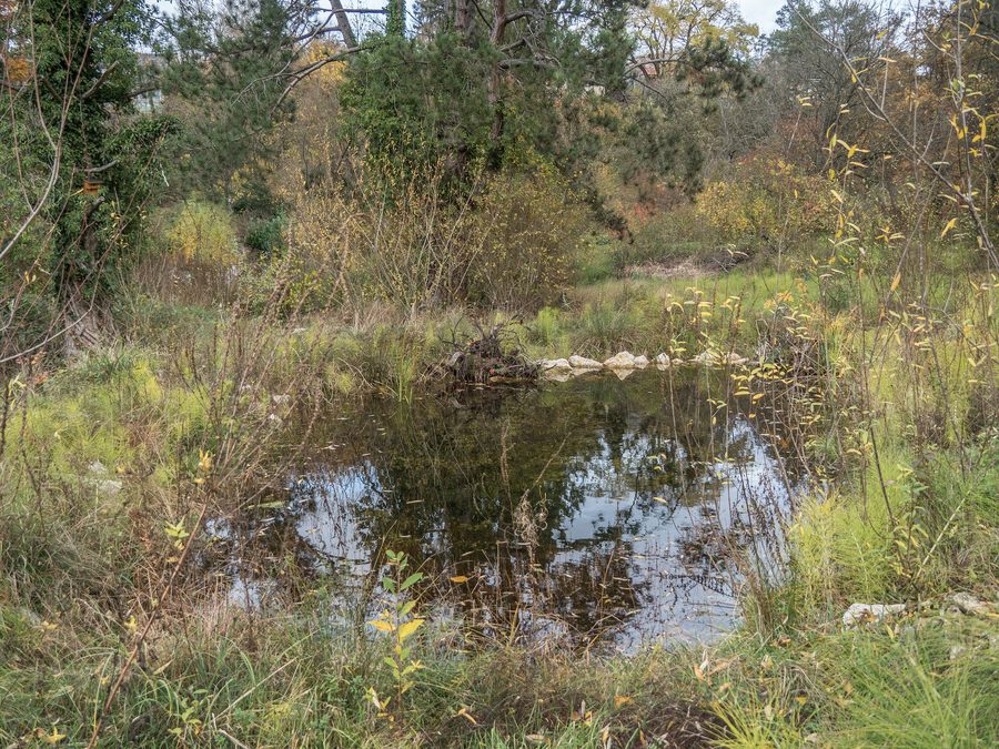 Zone humide de reproduction des amphibiens d’Autal, verdoyante, à Riehen dans le canton de Bâle-Ville