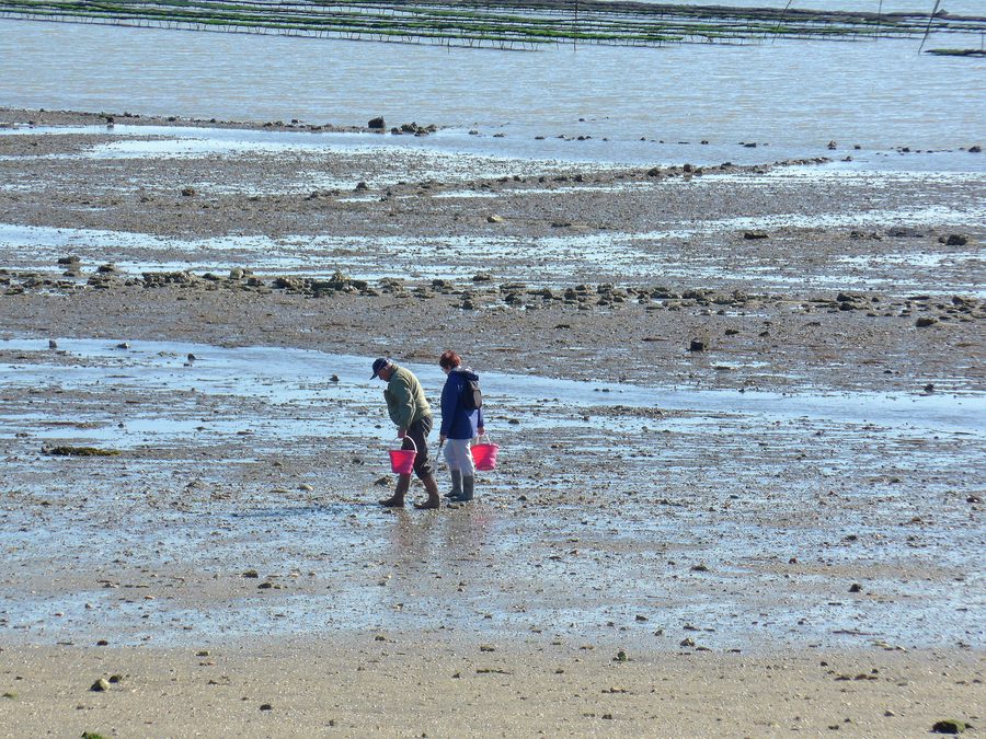 Ramasseur de coquillages sur la plage de Saint-Trojan-les-Bains sur l’Île d’Oléron, avec des parcs ostréicoles à l’arrière-plan