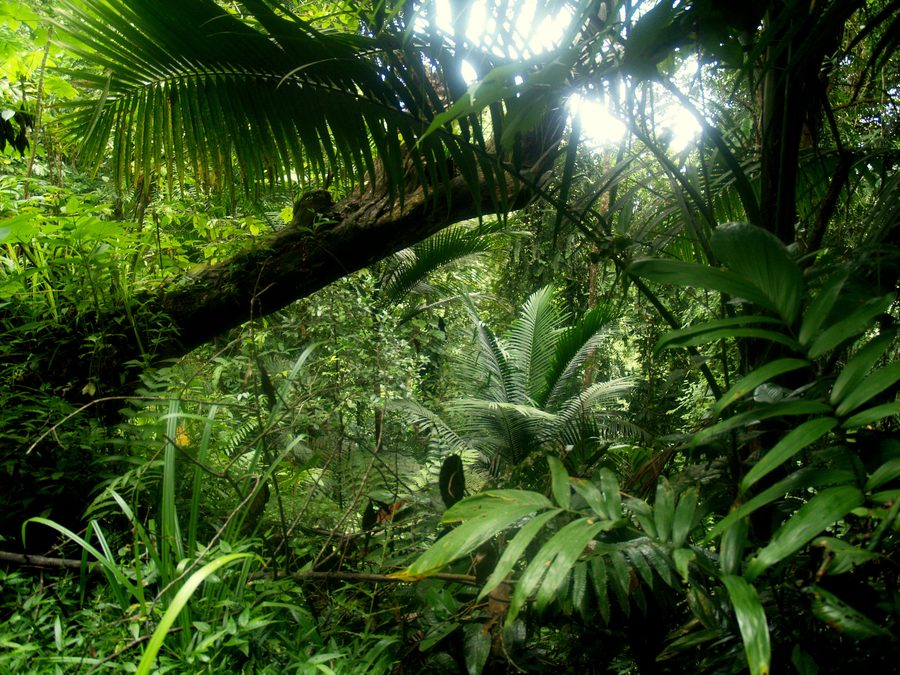 Nature boisée à Trinité-et-Tobago