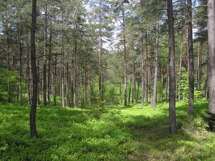 Parc paysager de la Cachoubie à Zgorzałe