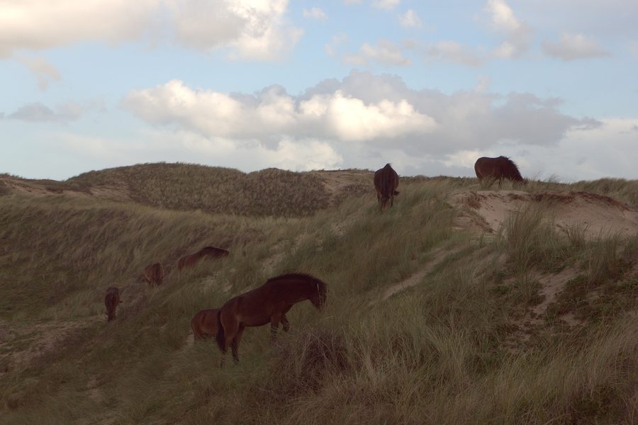 Chevaux dans la réserve de dunes de Hollande-Septentrionale près d’Egmond aan Zee