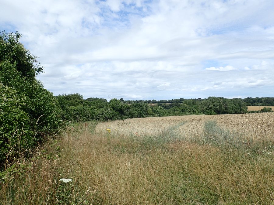 Vue depuis le North Downs Way près de Shepherd's Well, montrant une campagne vallonnée