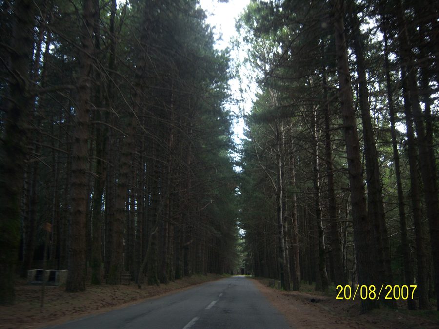 Route boisée dans les Serre calabraises