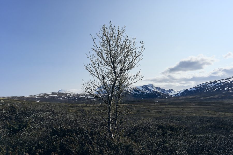 Une route traversant le vaste plateau montagneux de Valdresflye, avec les sommets escarpés du Jotunheimen au loin.