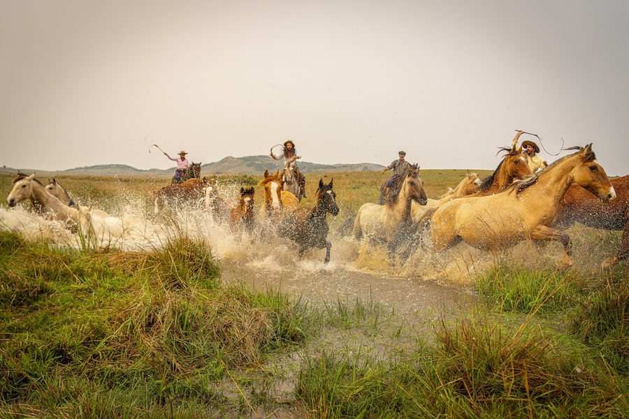 Chevaux gauchos dans le paysage ouvert du Rio Grande do Sul