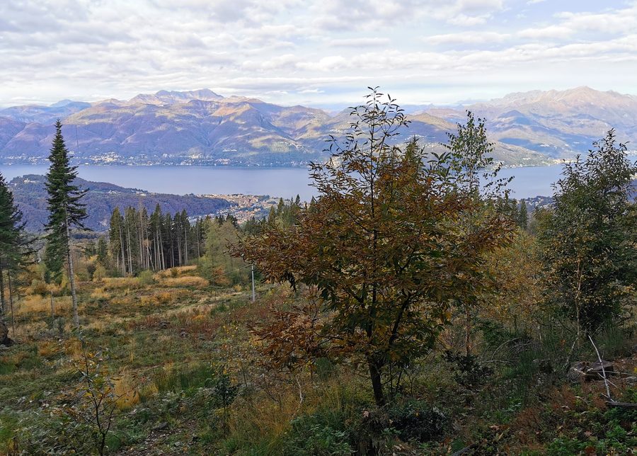 Vue sur le lac Majeur depuis le sentier menant au Monte Sette Termini, dans la région de Montegrino Valtravaglia