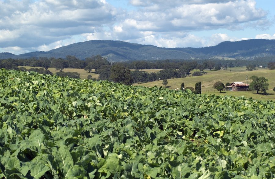 Champ de brassicacées dans la vallée de Bega, en Nouvelle-Galles du Sud.