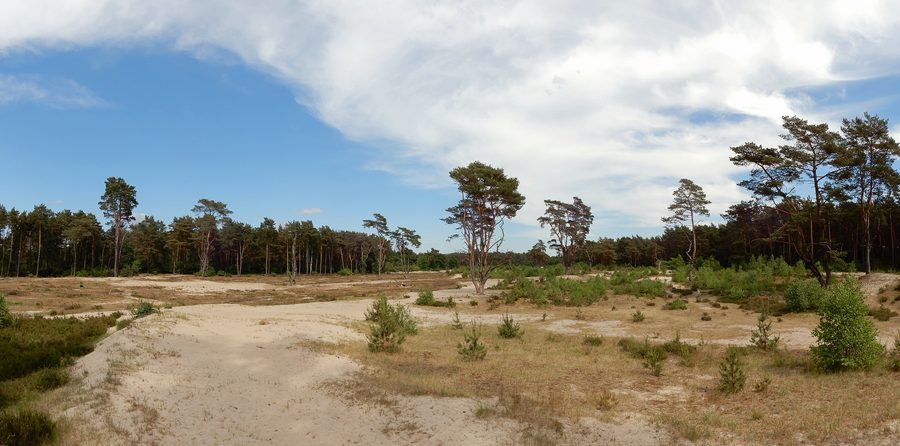 Paysage dans les Holmer Sandberge dans le district de Pinneberg