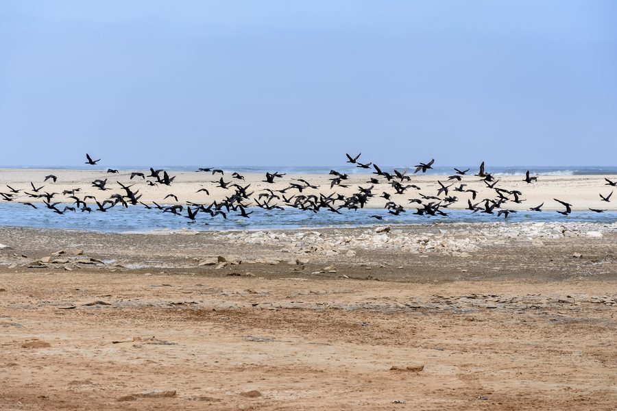 Lagune sur la Skeleton Coast en Namibie