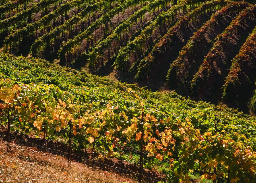 Vignobles dans le comté d’El Dorado, Californie