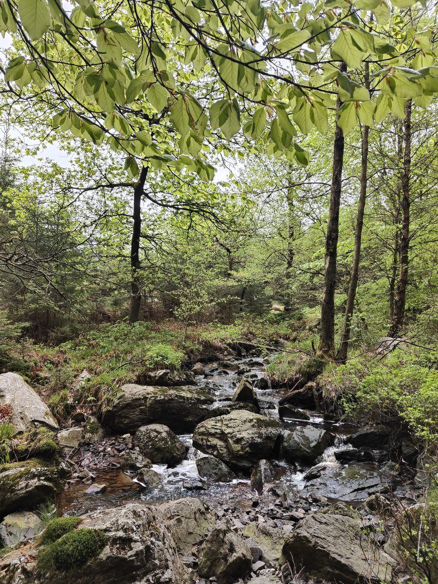 Paysage ardennais en Belgique