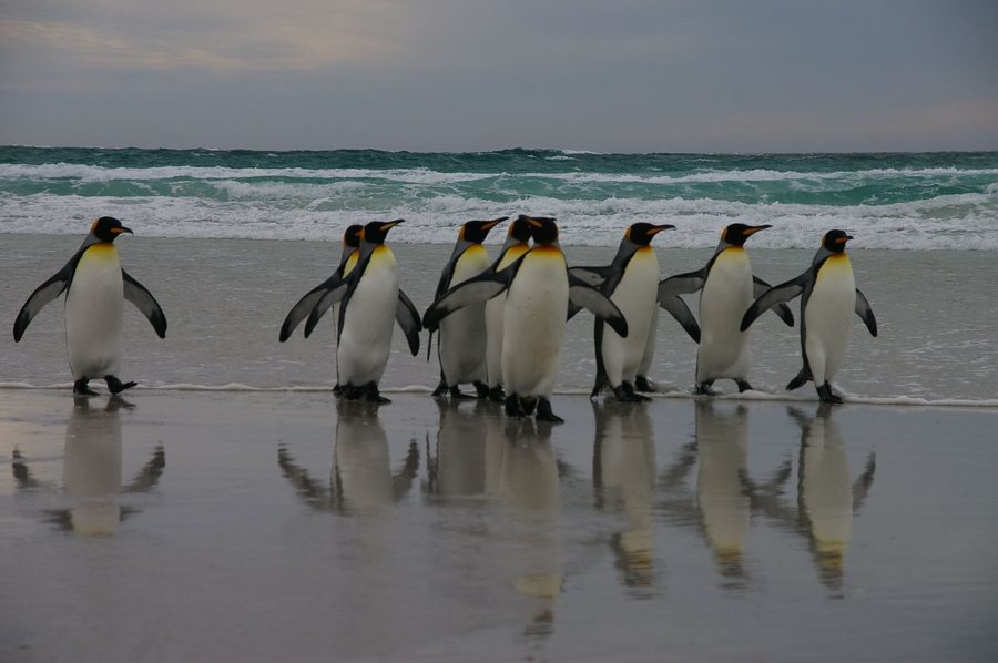Pingouins aux îles Malouines