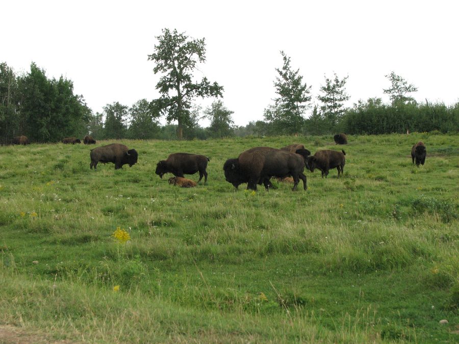 Un troupeau de bisons dans le parc national Elk Island.