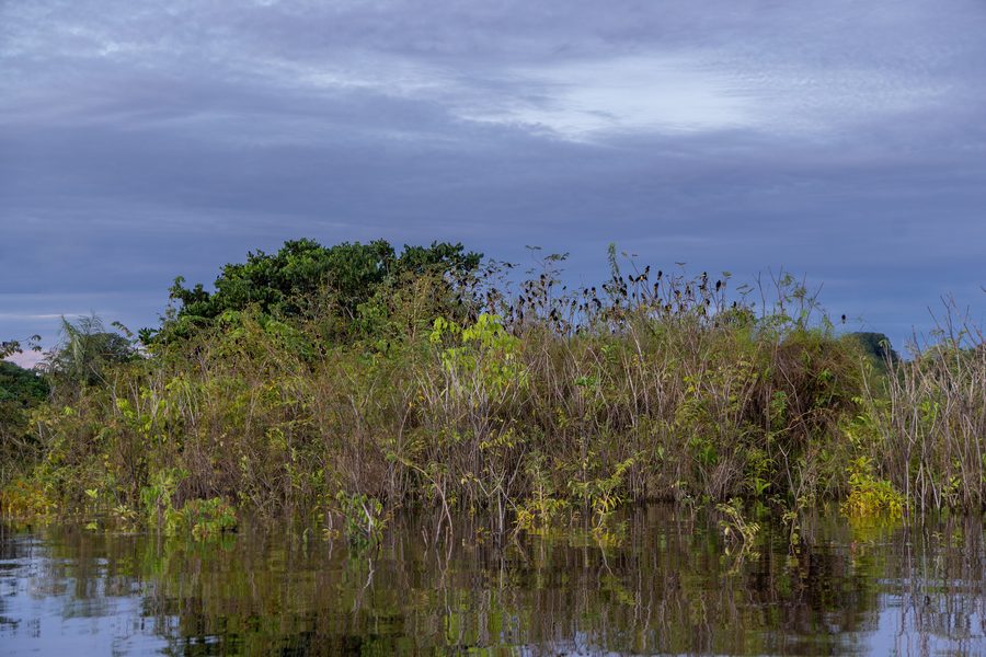 Forêt tropicale amazonienne au Brésil