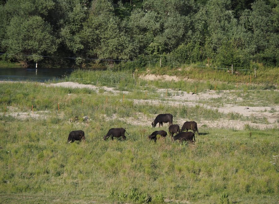 Pâturage dans la zone alluviale de Rüssegg près de Sins, dans le canton d’Argovie