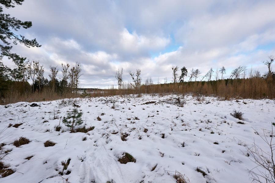 Forêt enneigée au bord du Wolletzsee dans la région biosphérique de Schorfheide-Chorin