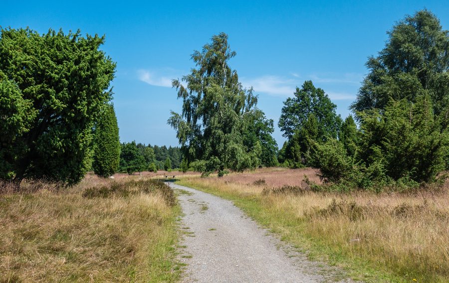 Paysage de lande au Wilseder Berg dans la lande de Lunebourg