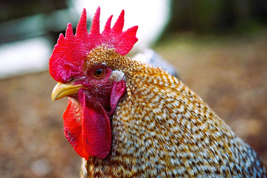 Poule Welsumer