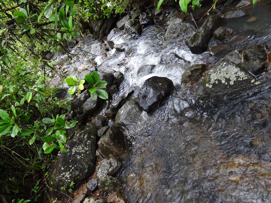 Cascade dans le El Yunque National Forest à Porto Rico