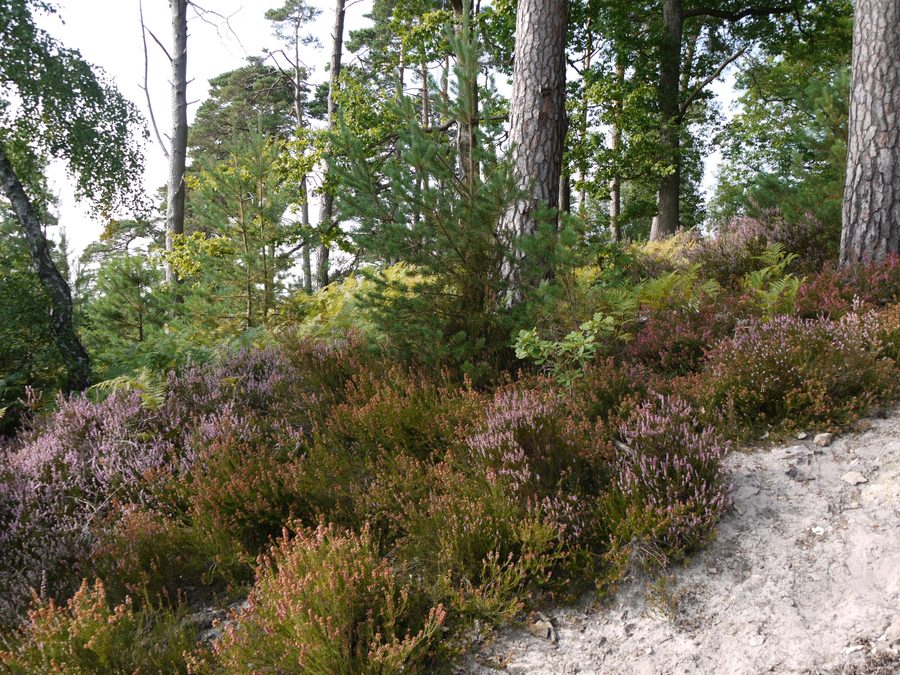 Massif forestier de la forêt de Rambouillet en Île-de-France