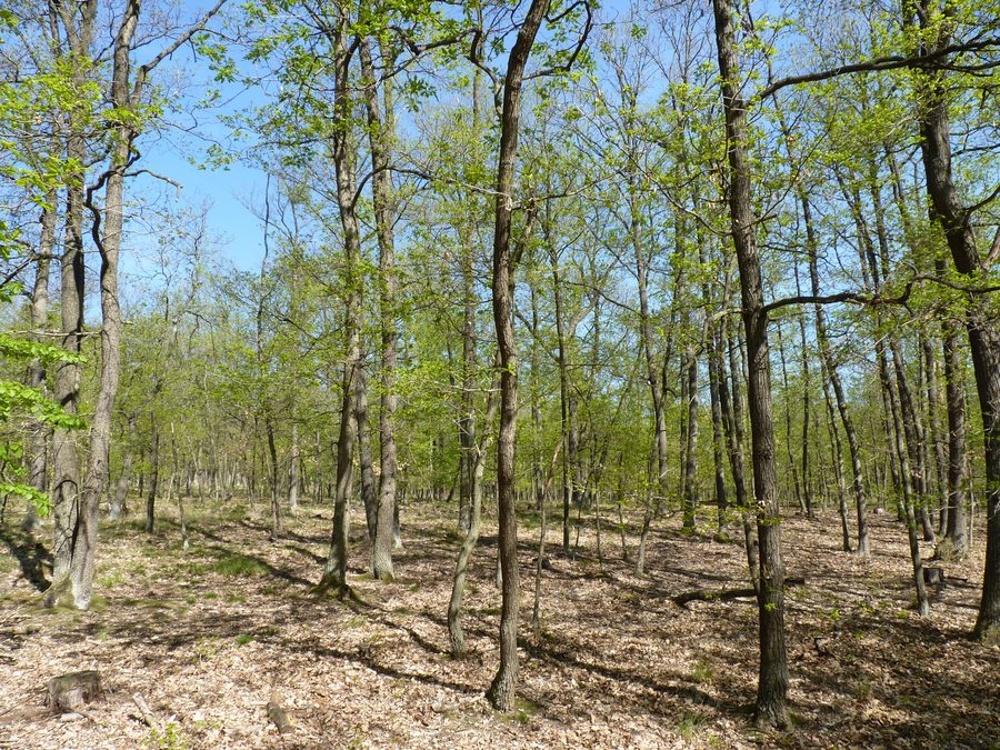 Chemin dans le parc national de Podyjí, dans le district de Znojmo
