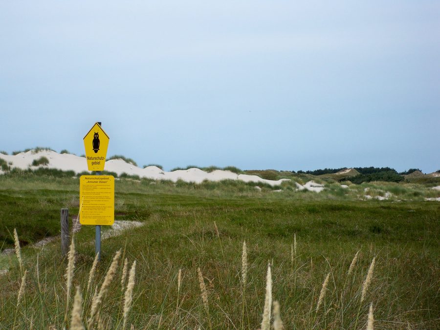 Paysage de dunes dans la réserve naturelle des dunes d’Amrum près de Süddorf