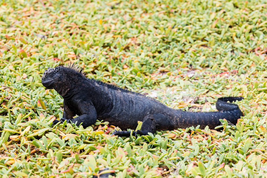 Iguane marin aux Galápagos