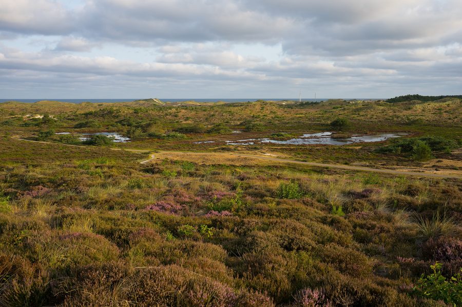 Zone de dunes près de Schoorl en Hollande-Septentrionale