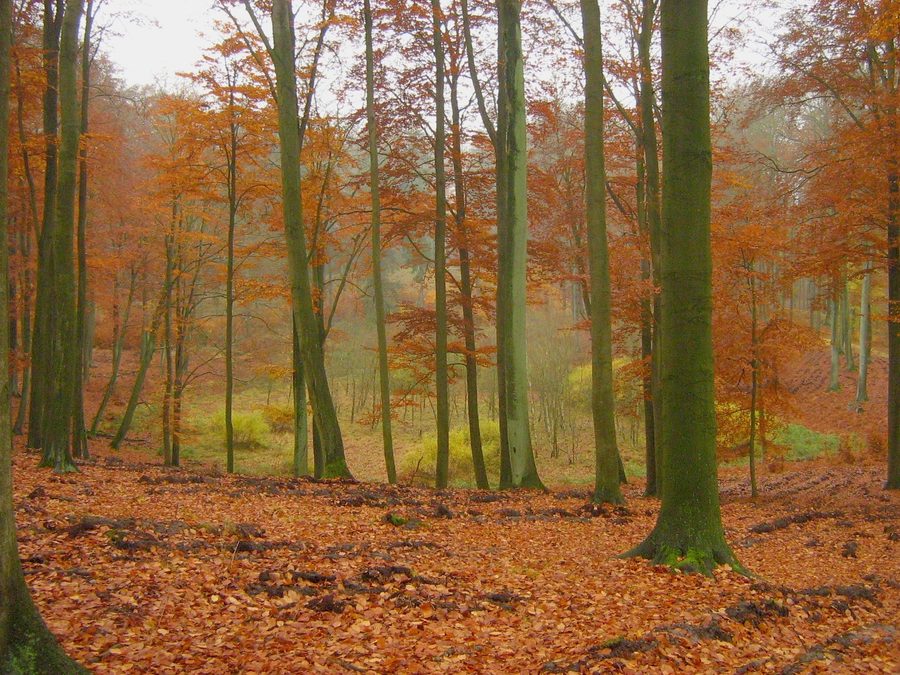 Forêt de hêtres rouges et dépression marécageuse dans les collines de Brohmer