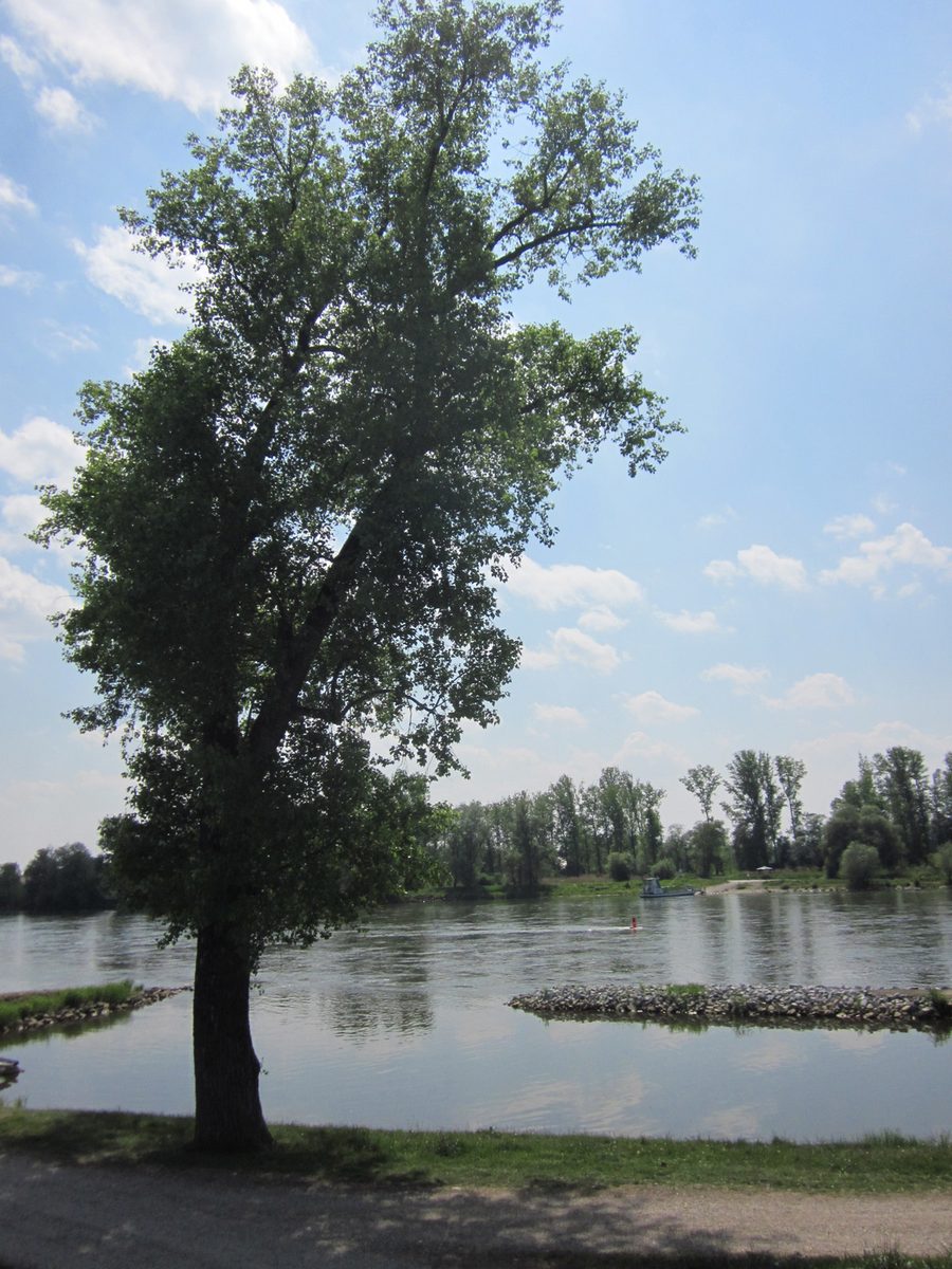 Danube à Niederalteich avec bac à pied