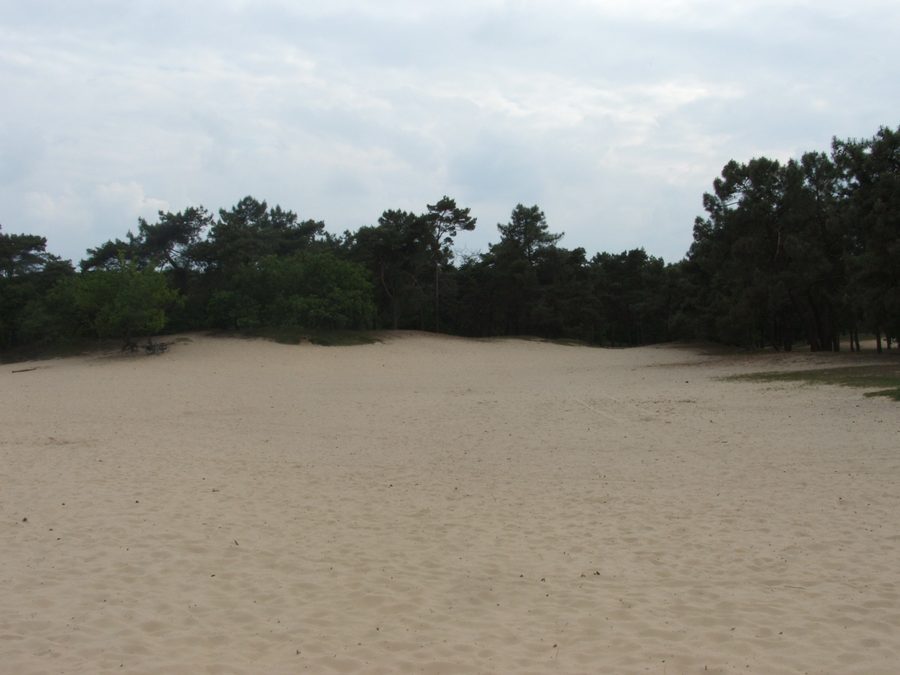 Dunes de sable et landes dans le parc national des Loonse en Drunense Duinen.