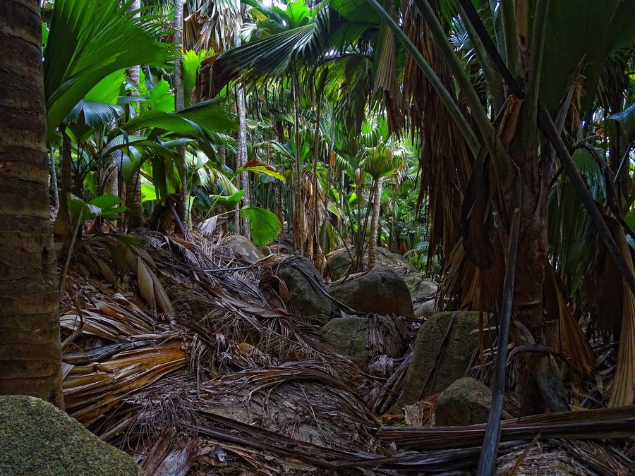 Forêt dense dans le Vallée de Mai à Praslin