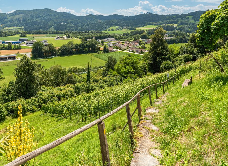Vignoble à Friedlach dans la commune de Glanegg, dans le district de Feldkirchen