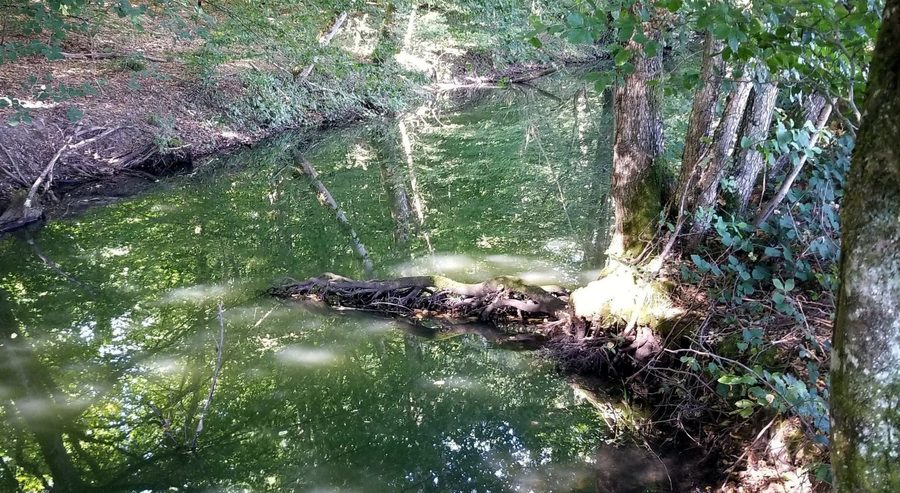 Ruisseau près de Cornée de Réchicourt dans le Parc naturel régional de Lorraine près de Gondrexange