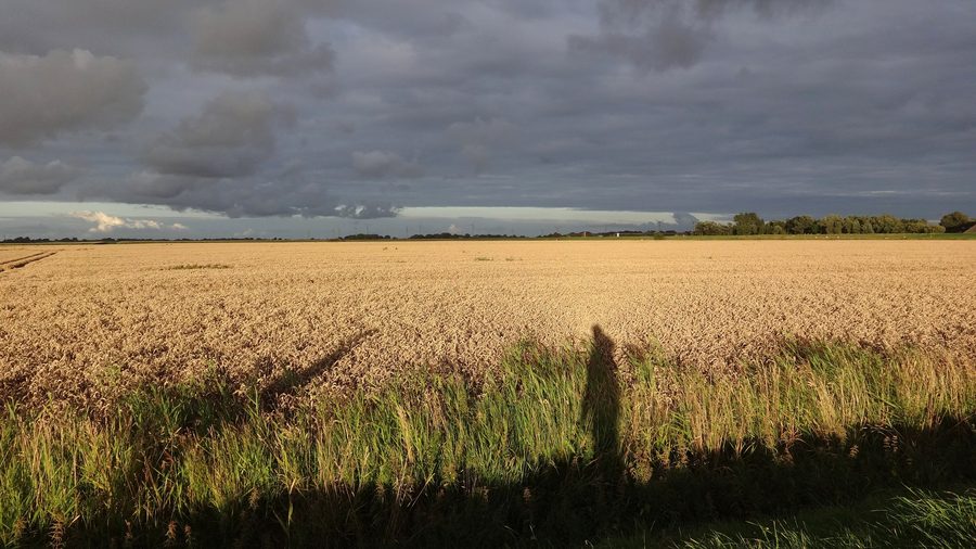 Ambiance du soir dans le koog entre les digues à Norderfriedrichskoog