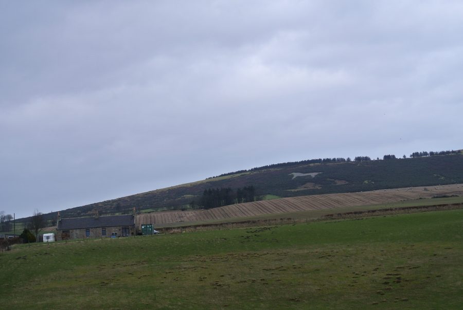 Image de cheval blanc sur Mormond Hill près de Strichen en Aberdeenshire