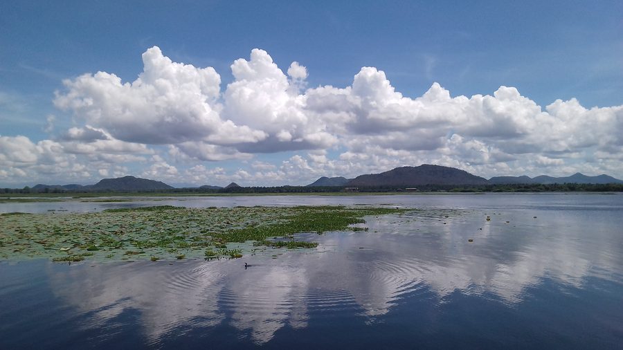 Lac Tissa Wewa près de Tissamaharama avec des nénuphars et un cormoran nageant