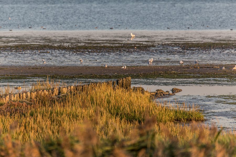 Ancienne rangée d’épis dans la lagune d’eau salée du Beltringharder Koog